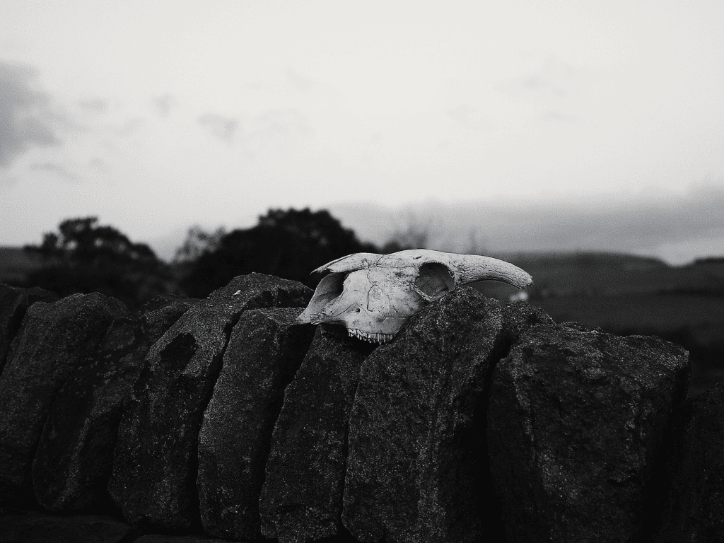 Nos Galan Gaeaf: the traditional Welsh celebration being eclipsed by modern Halloween